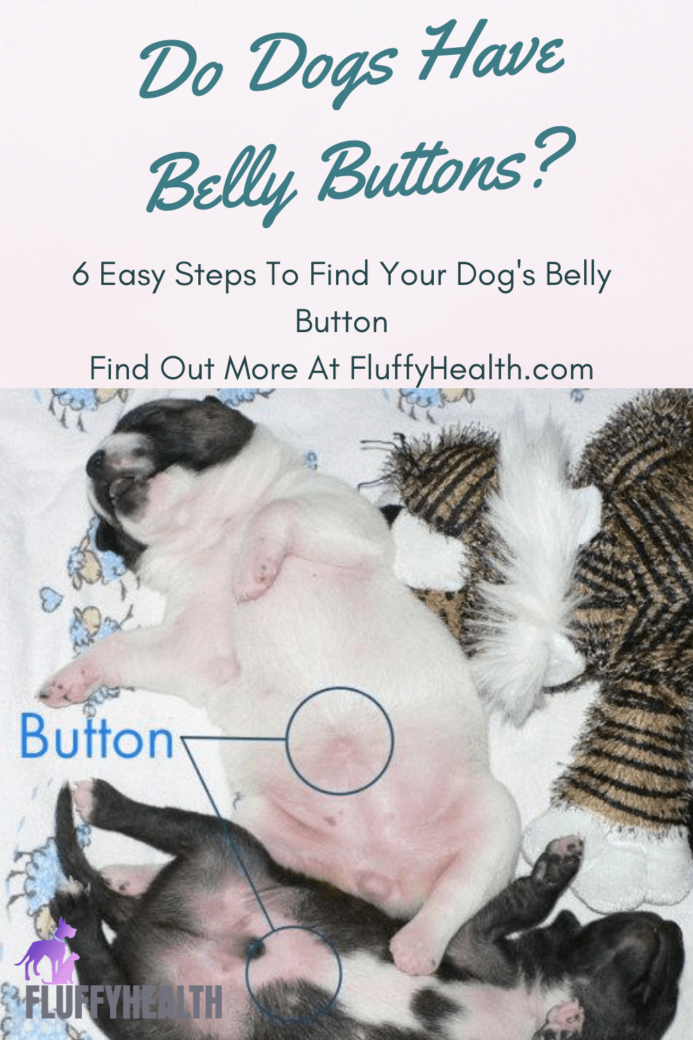 Do Dogs Have Belly Buttons? 6 Easy Steps To Find Your Dog's Belly Button Fluffyhealth