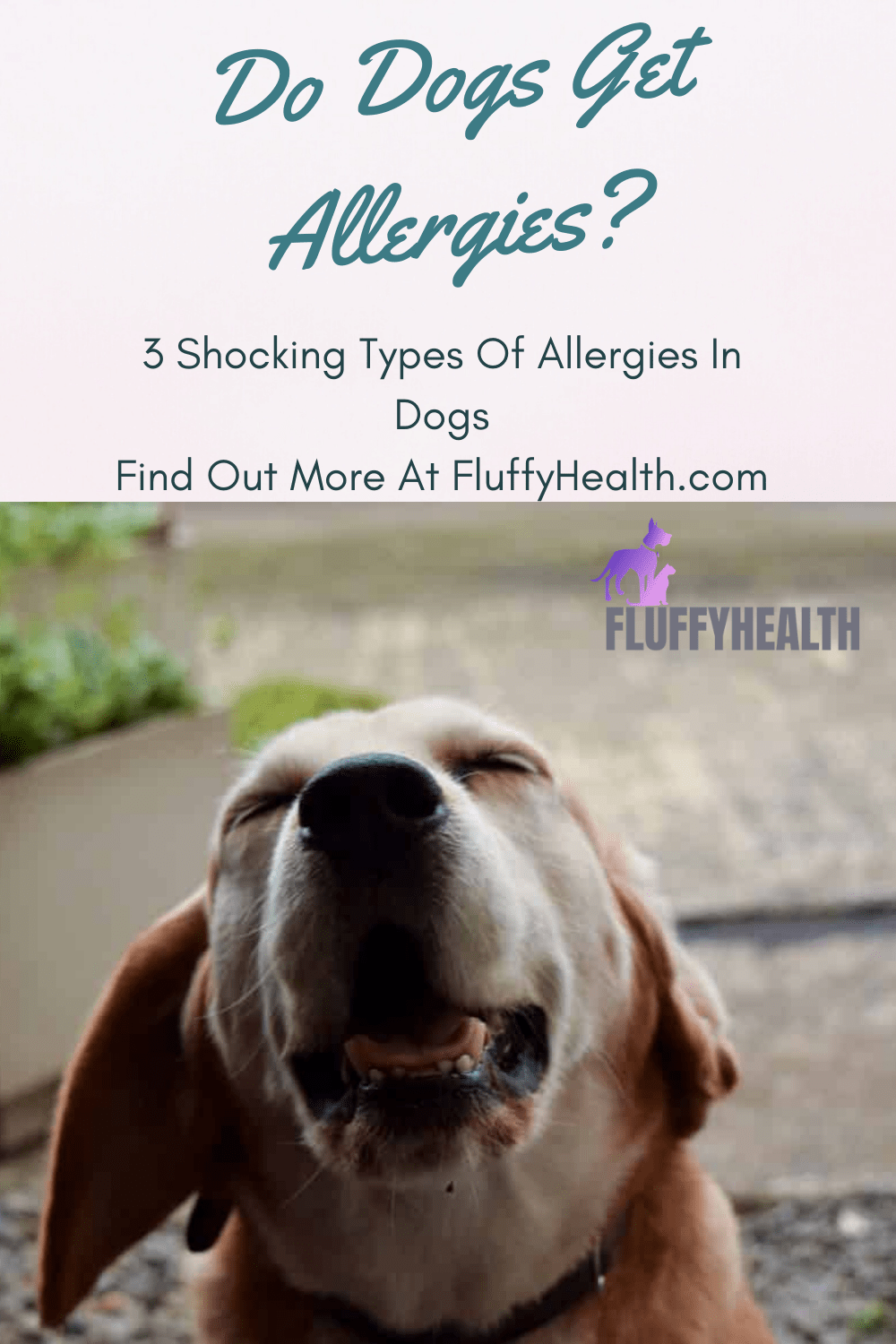 Do Dogs Get Allergies? 3 Shocking Types Of Allergies In Dogs Fluffyhealth