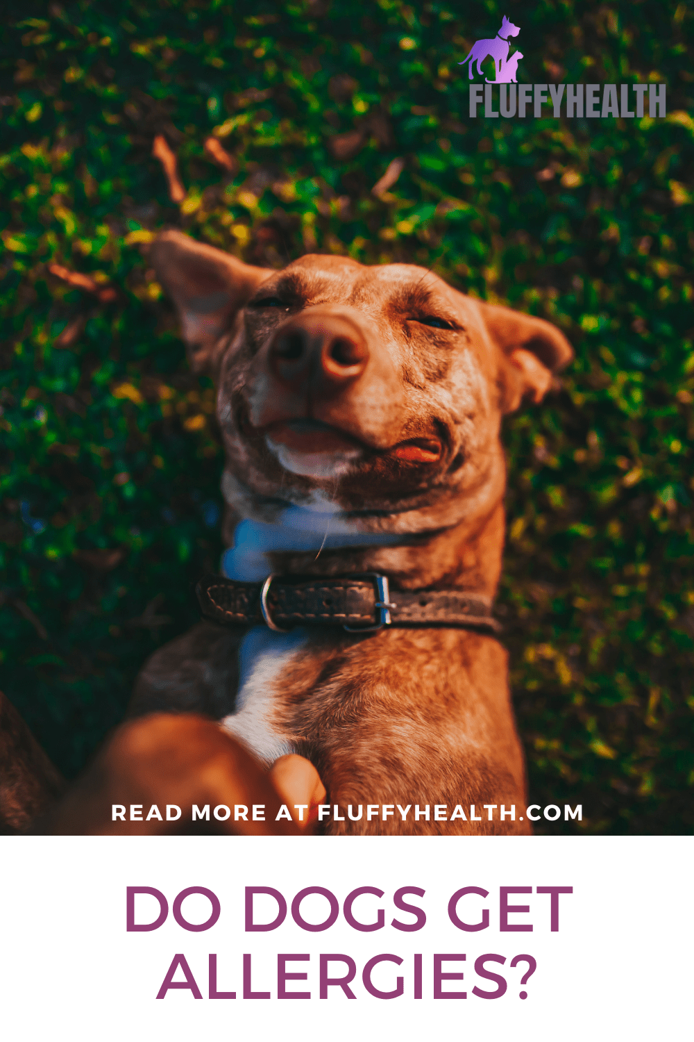 Do Dogs Get Allergies? 3 Shocking Types Of Allergies In Dogs Fluffyhealth