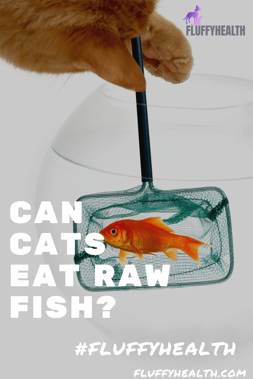 Can Cats Eat Raw Fish? 7 Uncovered Reasons! Fluffyhealth