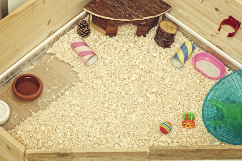 The 24 Best Toys For Hedgehogs [ 2022 Update ]