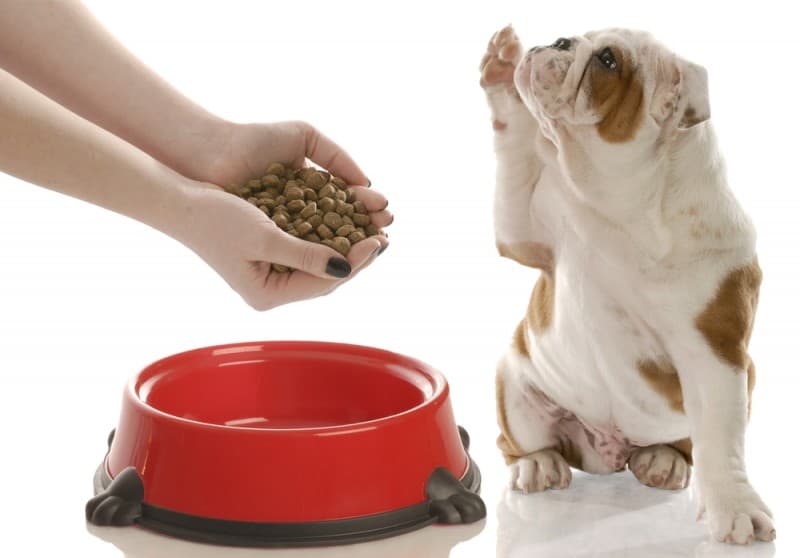 Dog refuses to eat unless fed by hand What to do?