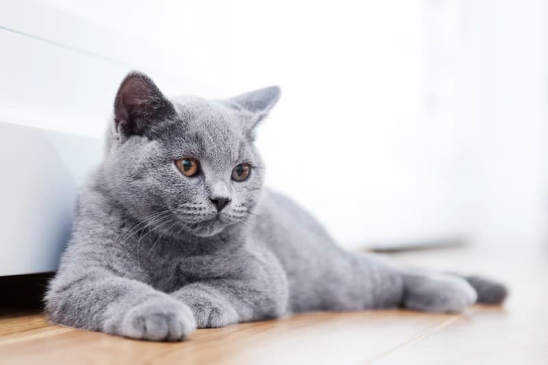 Why Is My British Shorthair So Small?