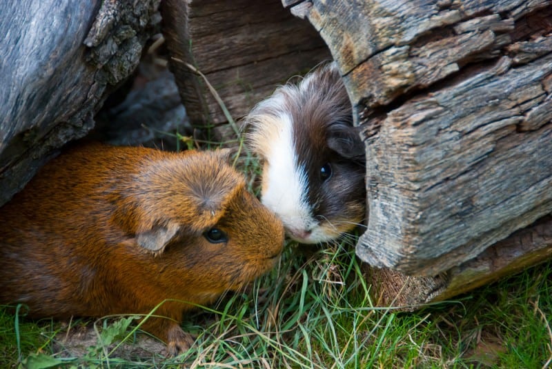 13 Strange Guinea Pig Behaviors Explained InDepth