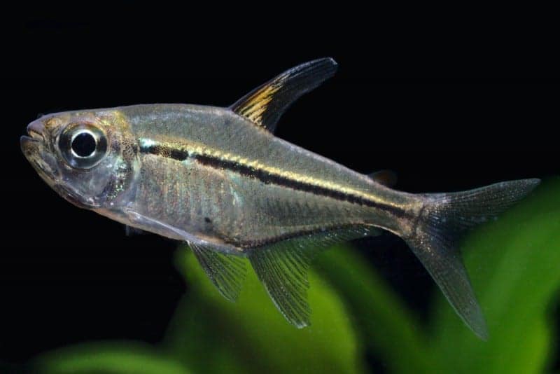 Will a fish’s tail and fin heal or grow back?