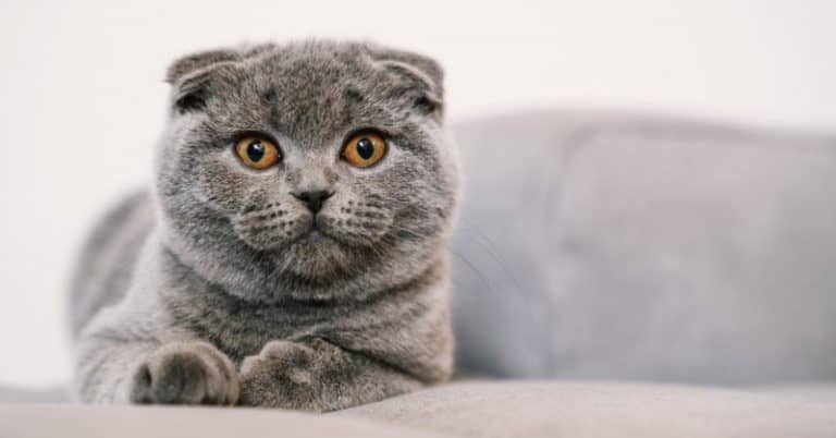 British Shorthair Vs Scottish Fold [ 2021 Update ]