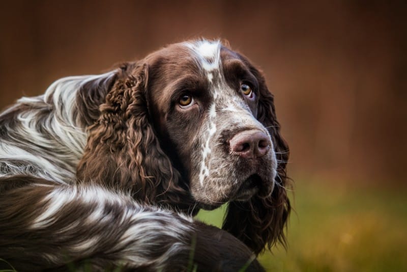 8 Best Dog Foods for Springer Spaniels [2024 Update]