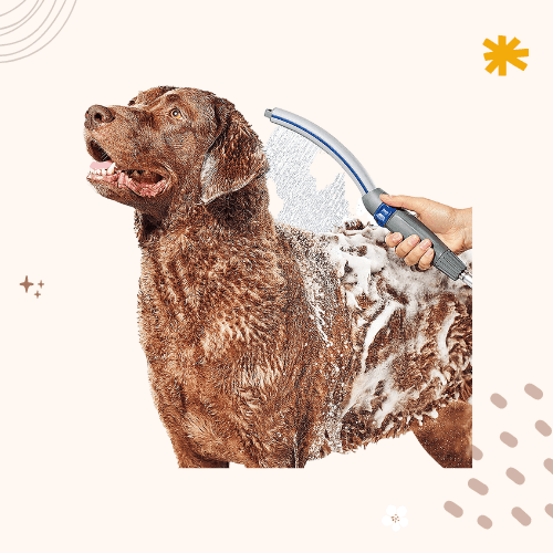 The 8 Best Dog Showerheads of 2023