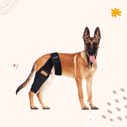 The 8 Best ACL Braces for Dogs [2023 Update]