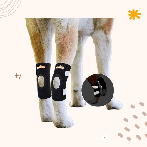 The 8 Best ACL Braces for Dogs [2024 Update]