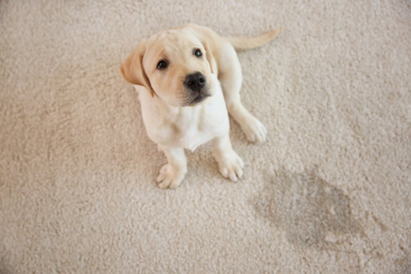 Female Dog Leaking Clear Fluid What to Do?
