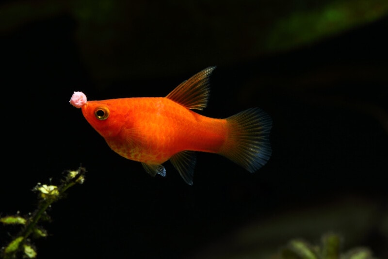 Best Fish Food for Mollies [2023 Update]