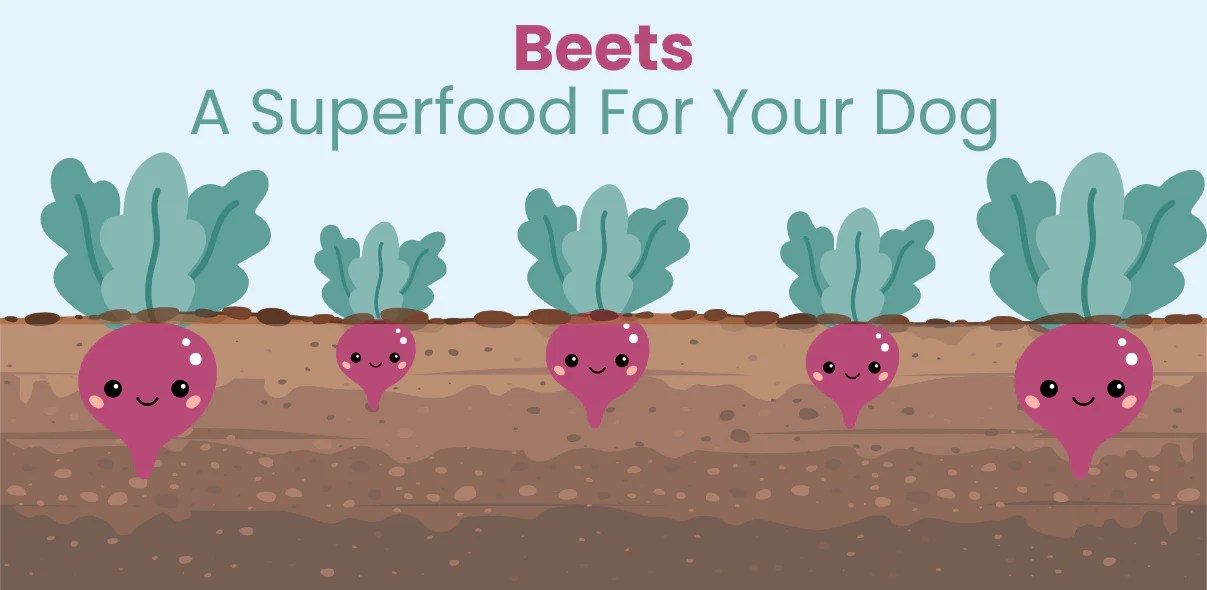 Why Beets Are Good For Your Dog Fluffy's Pet Shop