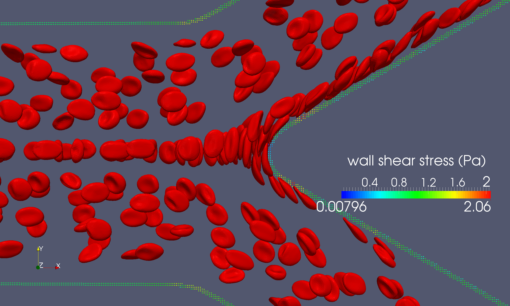 This image from a 3D immersedboundary latticeBoltzmann simulation