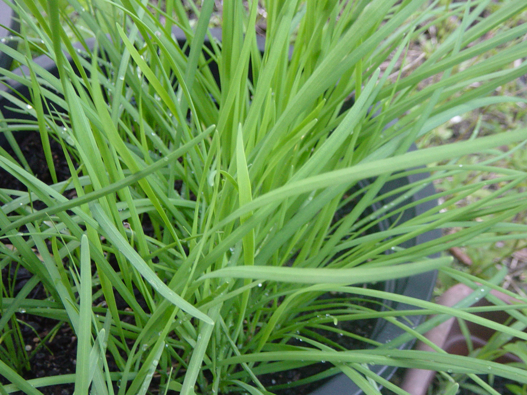 Cool Black Aphids On Chives Ideas octopussgardencafe