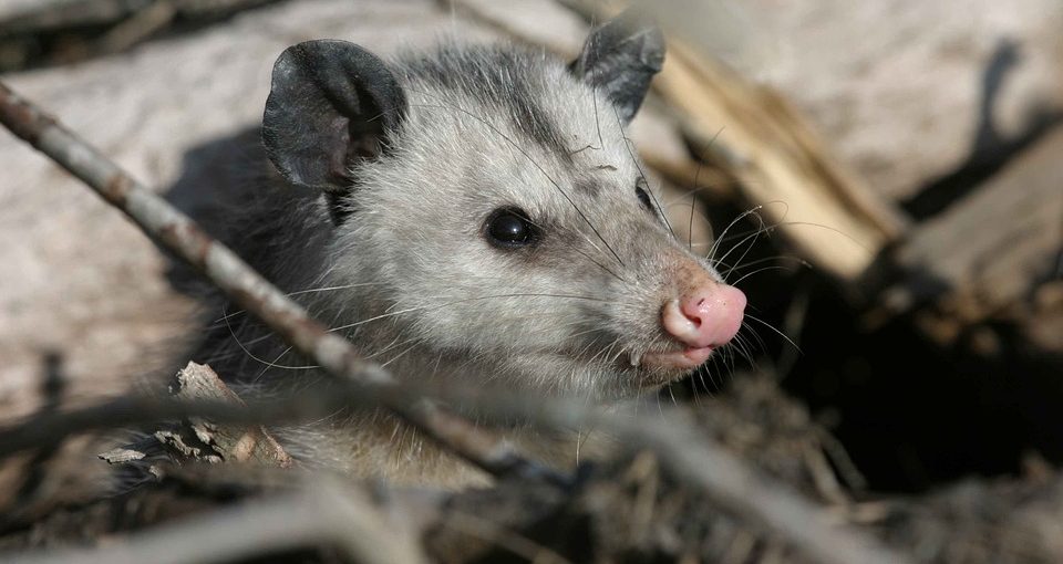 How to Get Rid of Opossums (In Your House and Yard) Predator Guard Predator Deterrents and