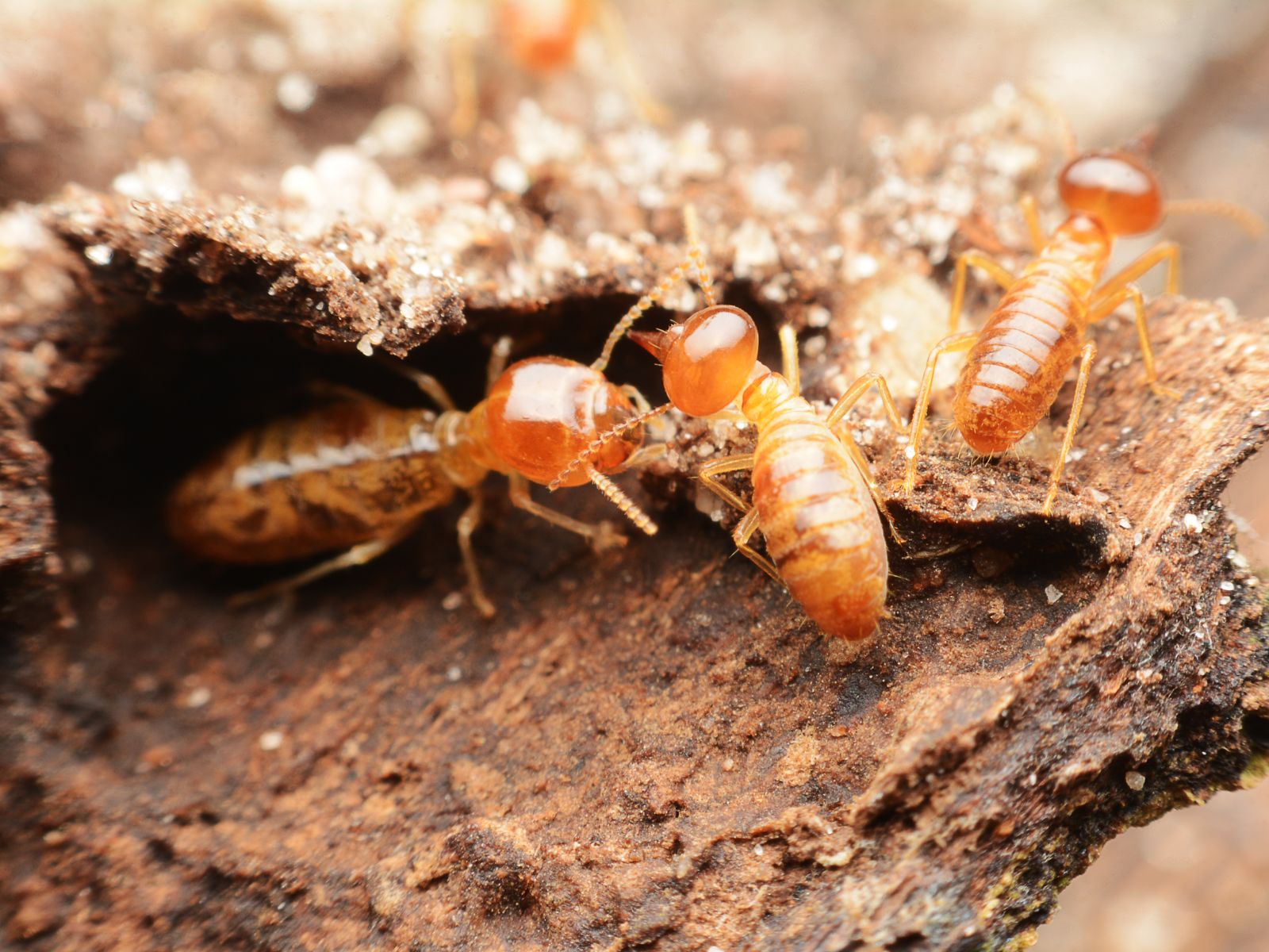 Pest Control Services Termites LA Pest Control