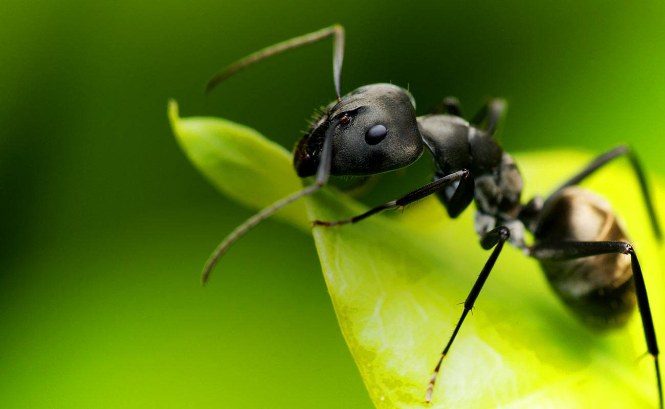 Louisiana Pest Control Baton Rouge, Louisiana