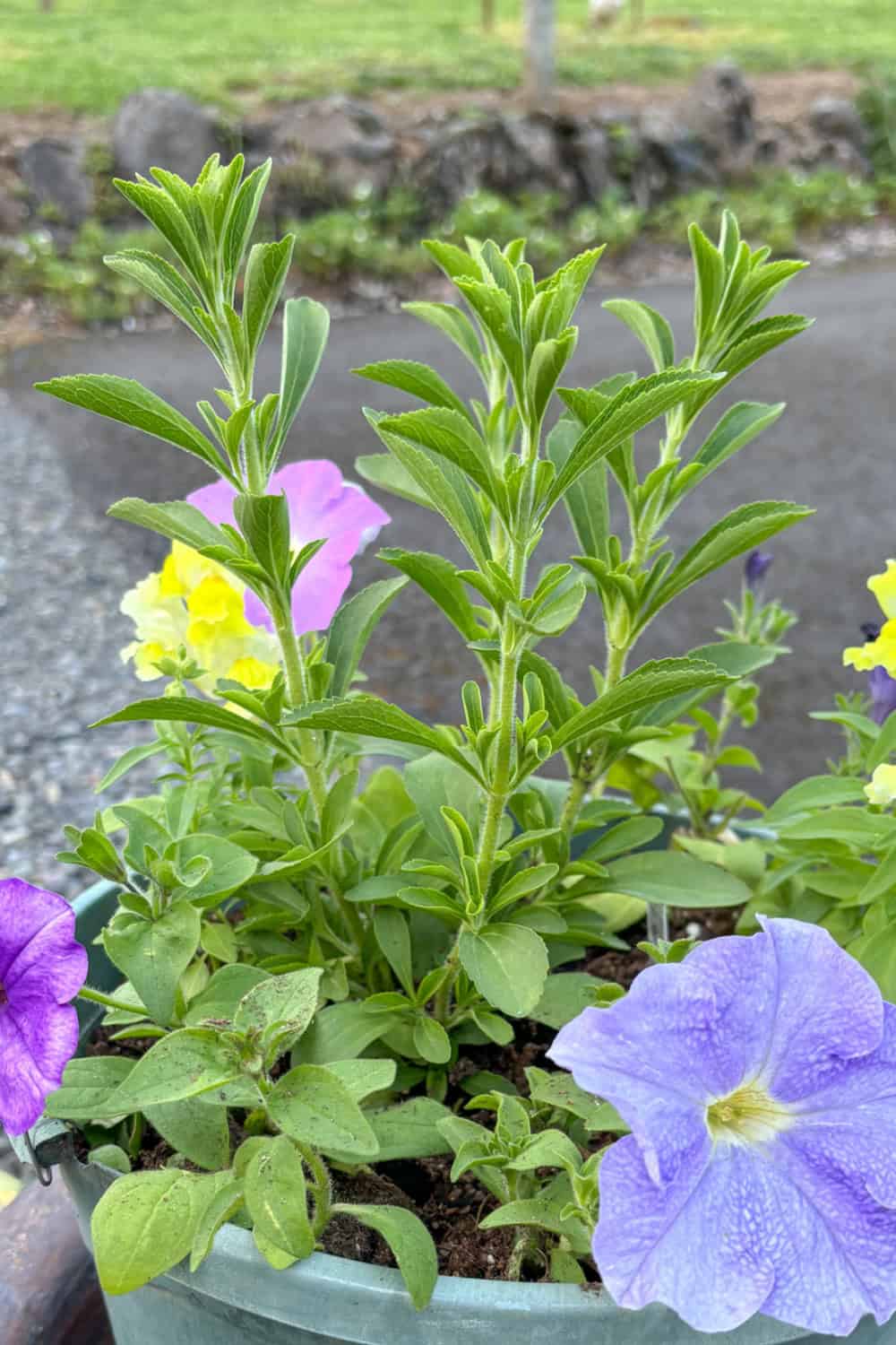 16 Stevia Companion Plants (and 4 to Avoid) Fluxing Well