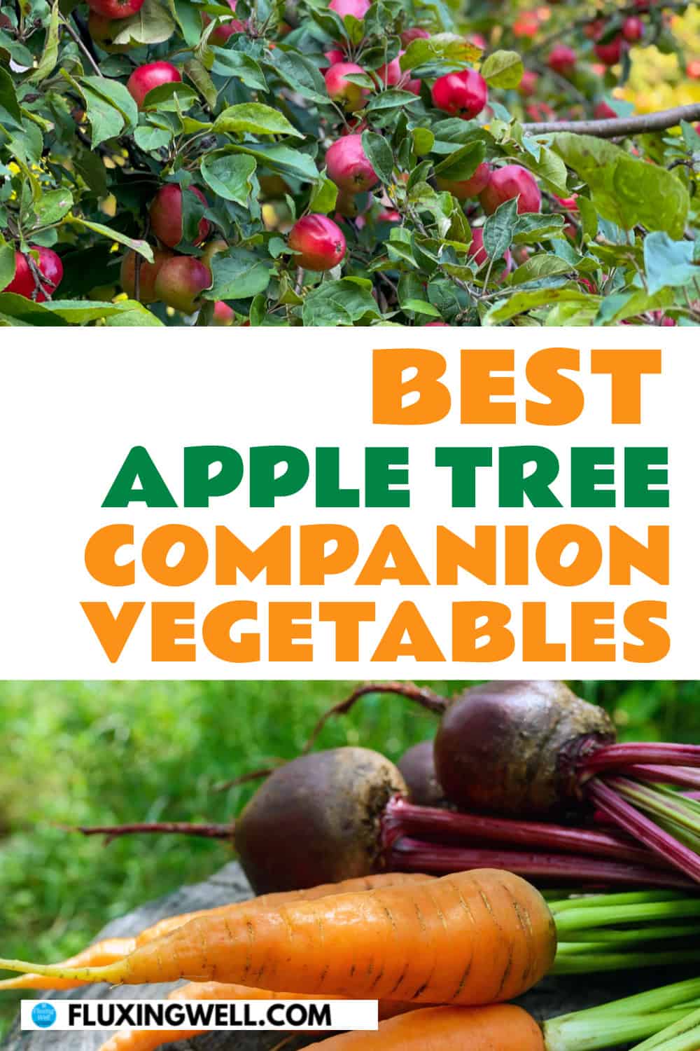 19 Apple Tree Companion Plants (and 6 to Avoid) Fluxing Well