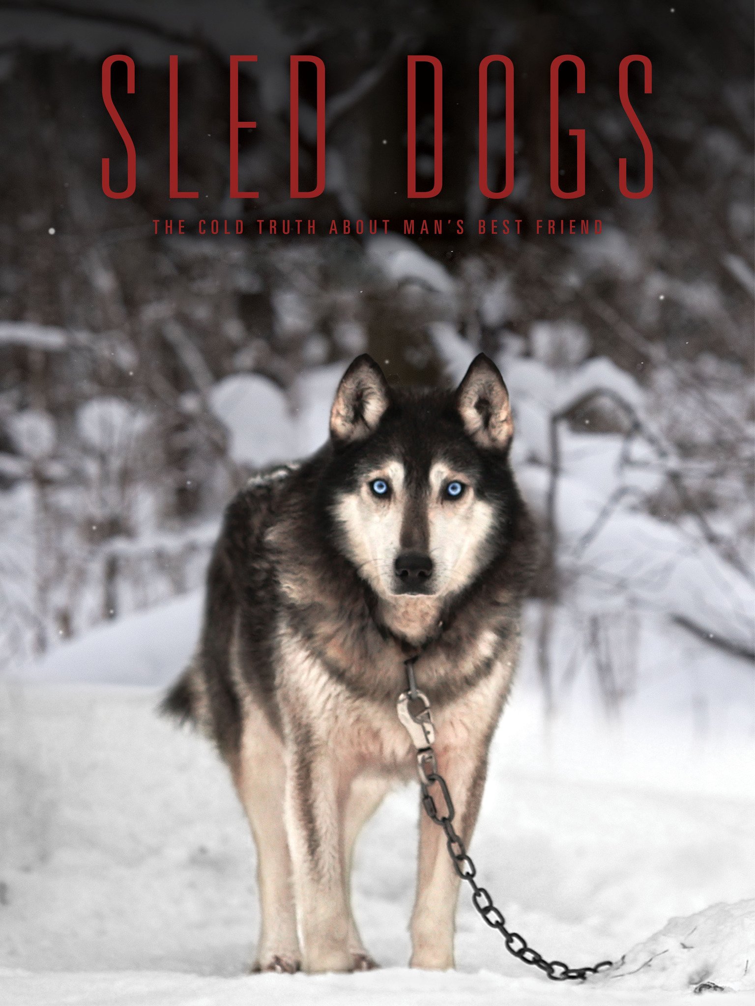 Sled Dogs (2016) Rotten Tomatoes