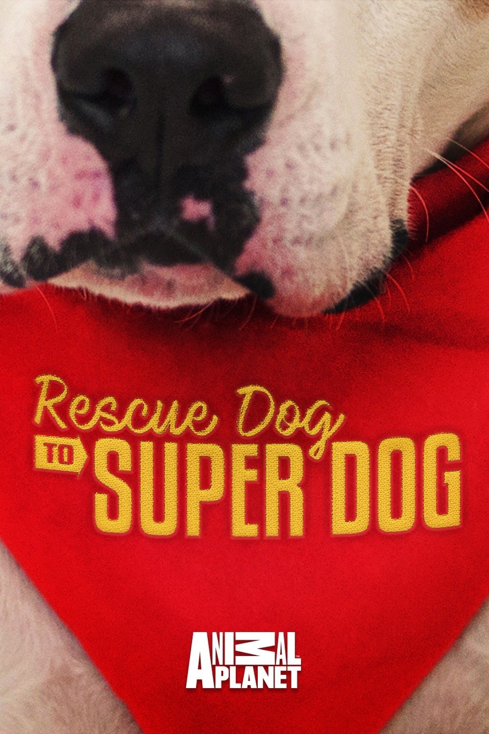Rescue Dog to Super Dog Pictures Rotten Tomatoes