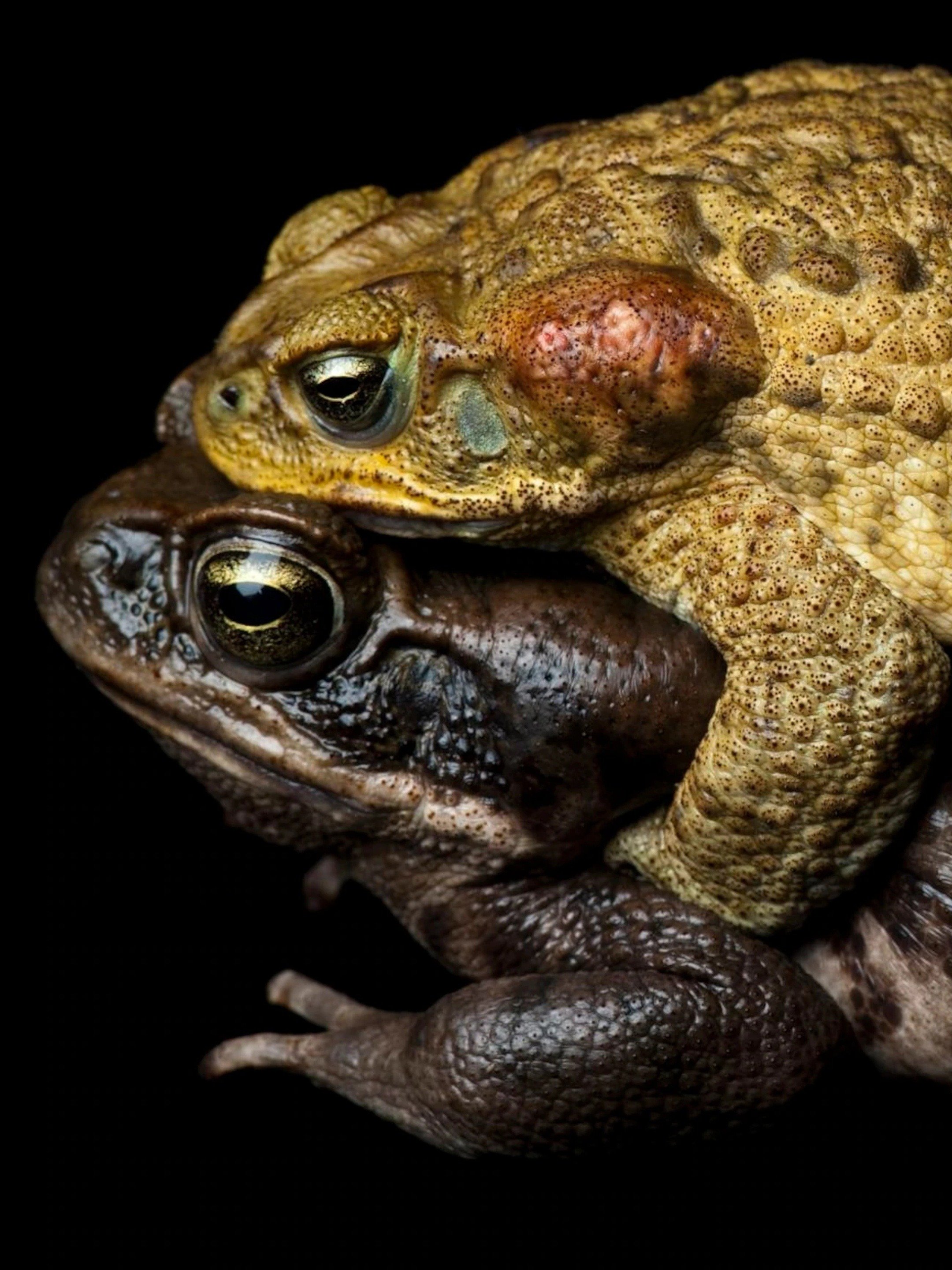 Killer Cane Toads Pictures Rotten Tomatoes