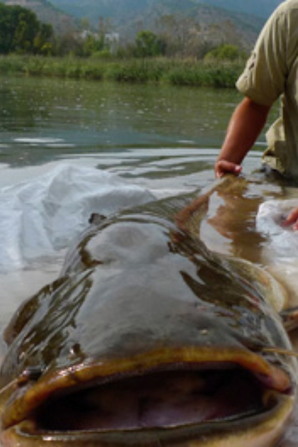 Catfish King Pictures Rotten Tomatoes