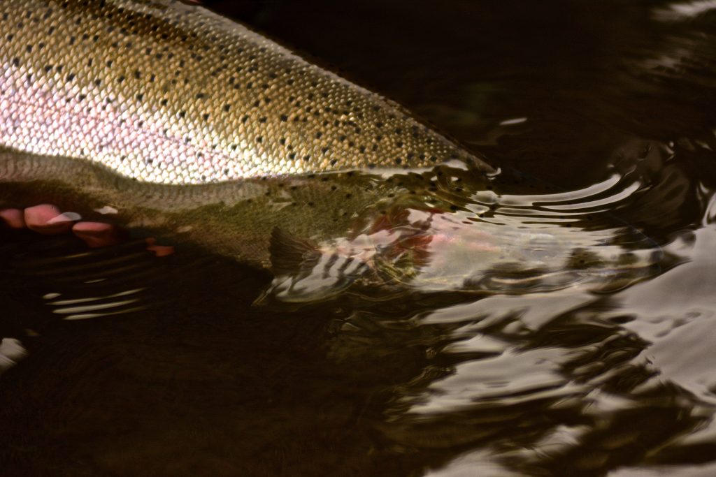 Sandy River Winter Steelhead Fishing Trip Little Creek Outfitters & Guide