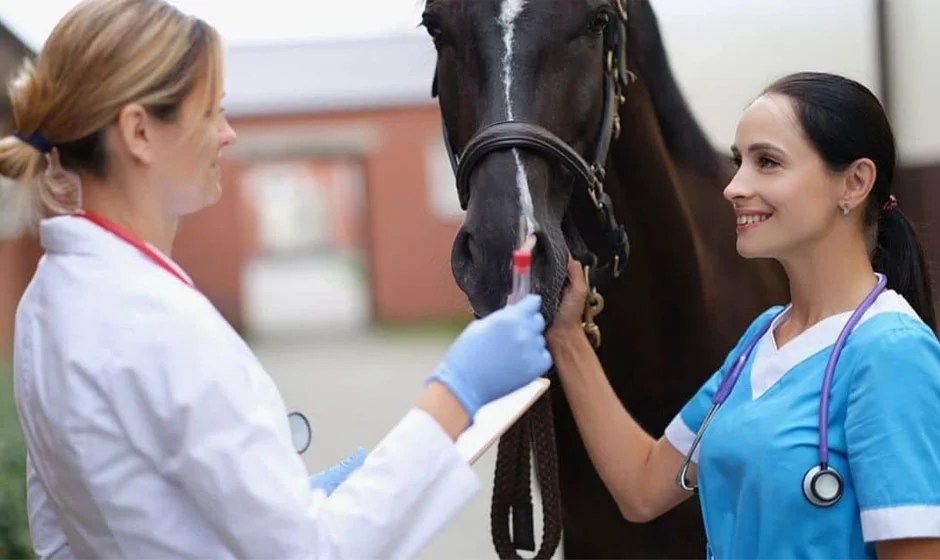 Disability Insurance for Veterinarians What Recent Graduates Should