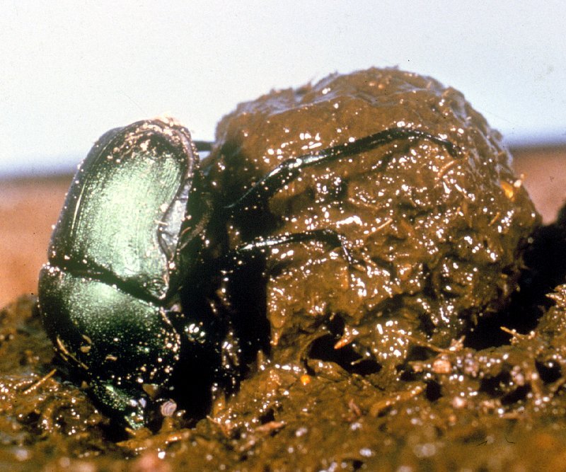 Dung Beetles FlyBoss