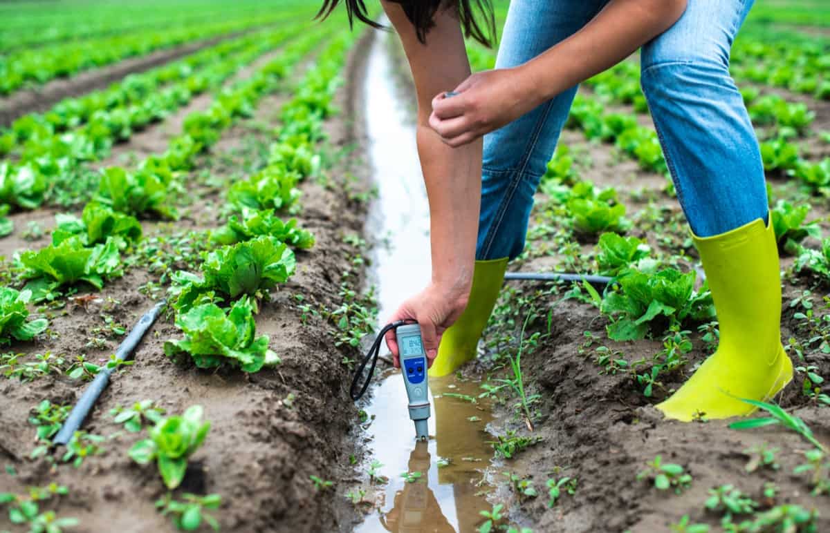 How the pH Of Water Can Affect Your Plants?