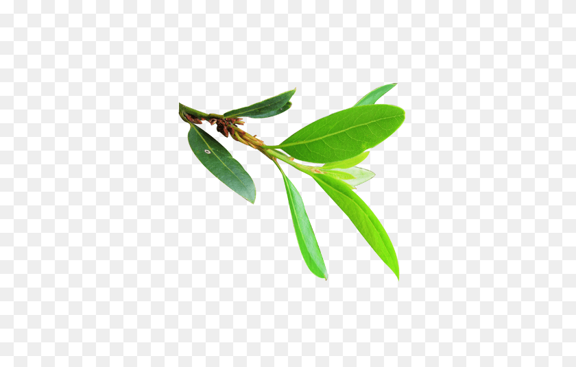 Bay Leaf Eucalyptus PNG FlyClipart