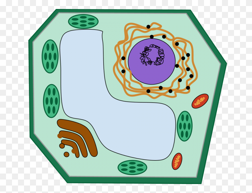 Mitochondria Clipart Gallery Images Mitochondria PNG Stunning free