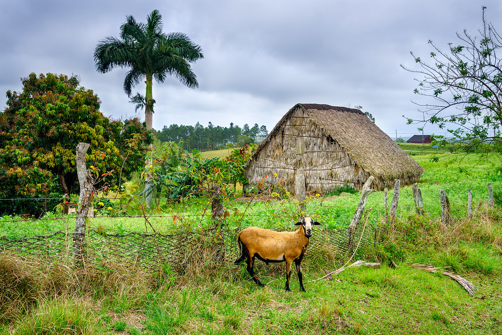 Exploring Viñales Farm Life In Rural Cuba Flydango