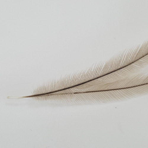 Emu Feathers SELECT pack FlyFinz