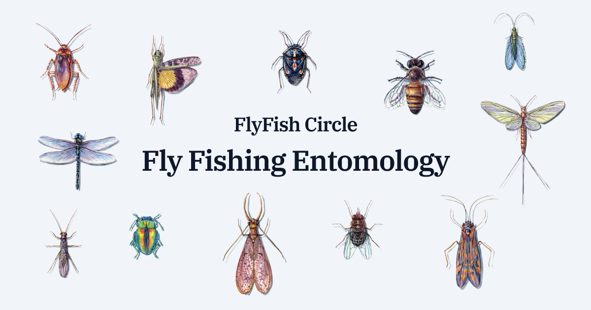 Fly Fishing Entomology • FlyFish Circle