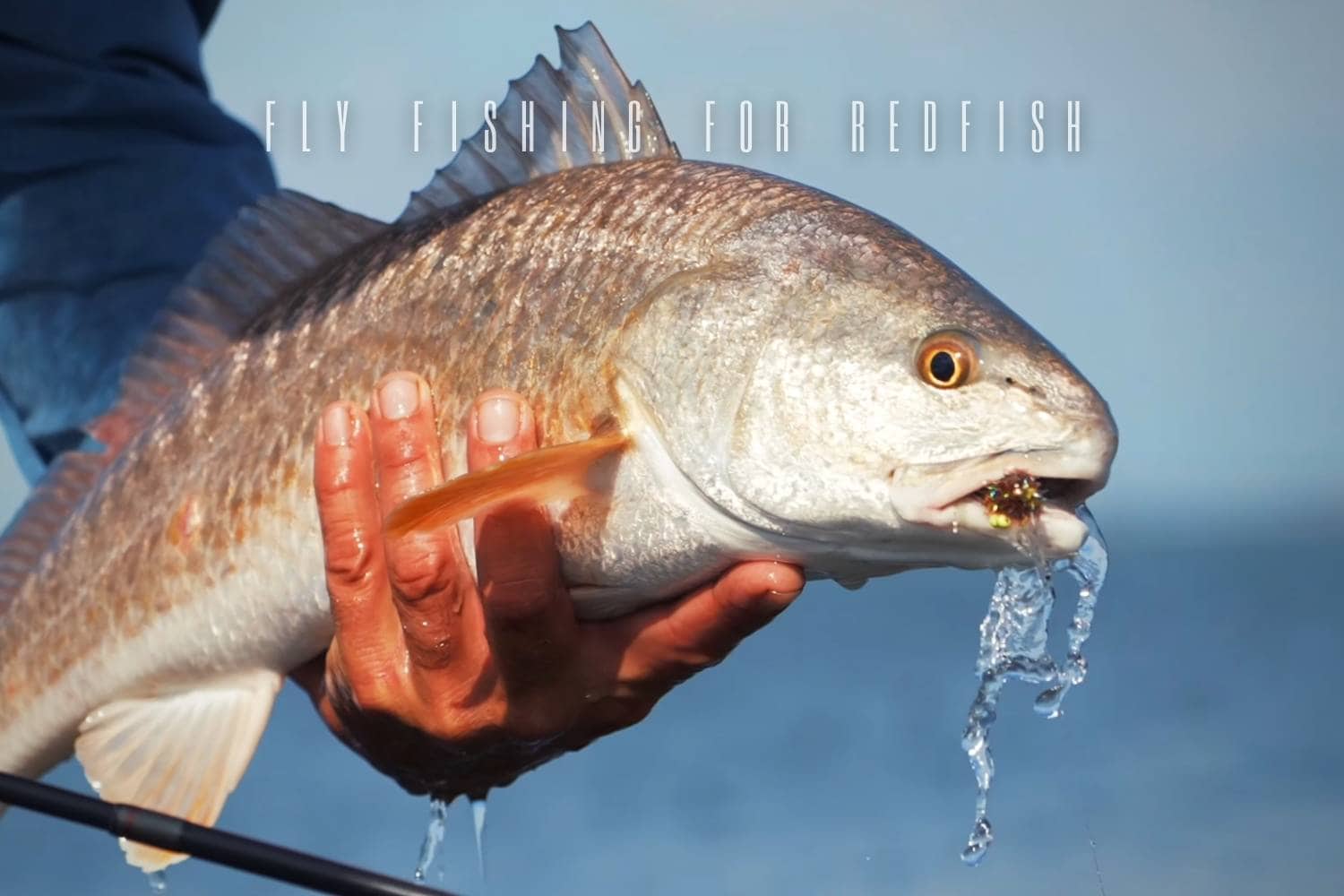 Species Fly Fisher Pro