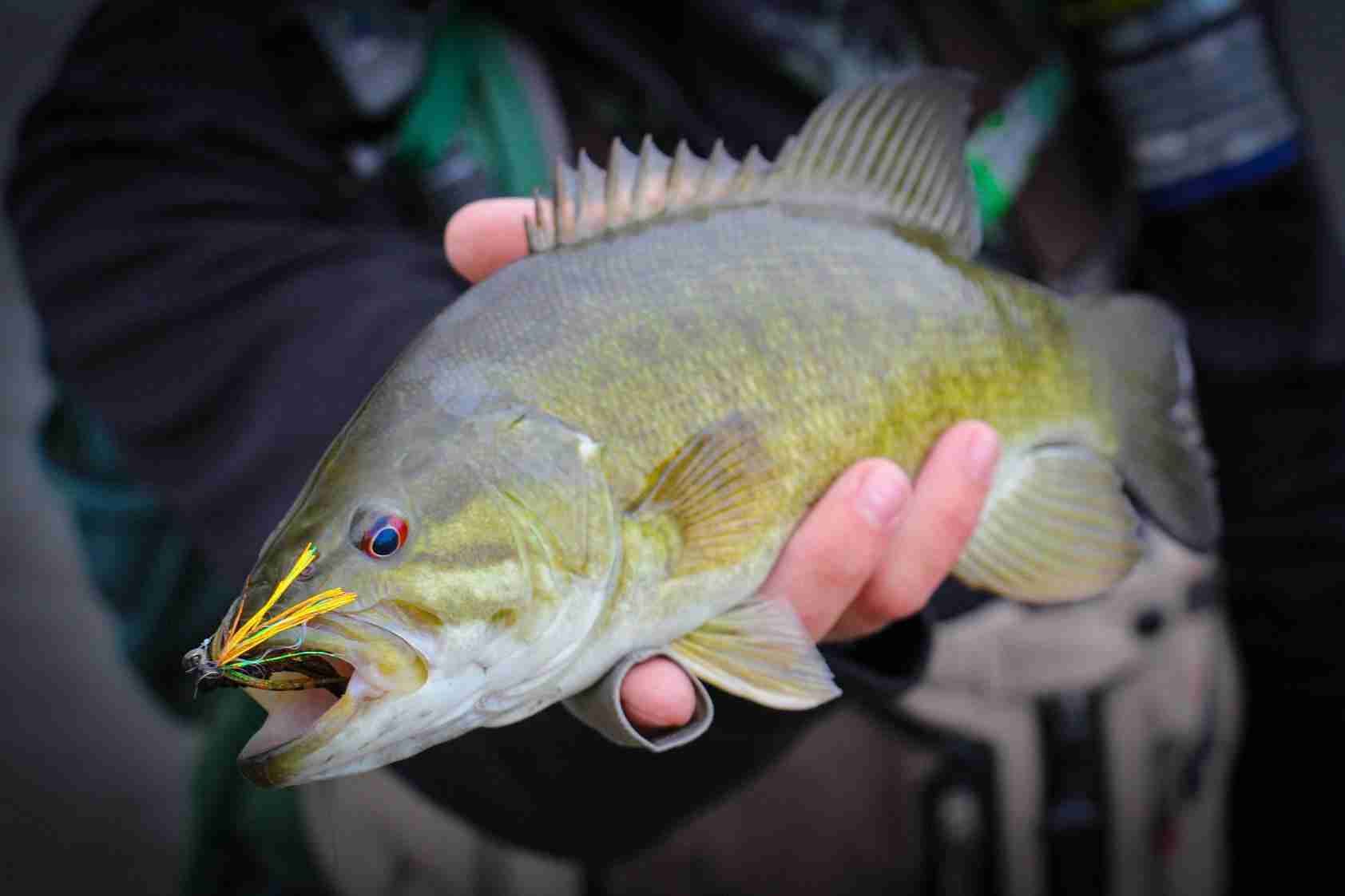 FlyFishFinder Fly Fishing App