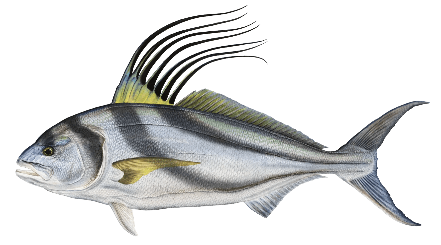 DISCOVER Fly Fishing Costa Rica