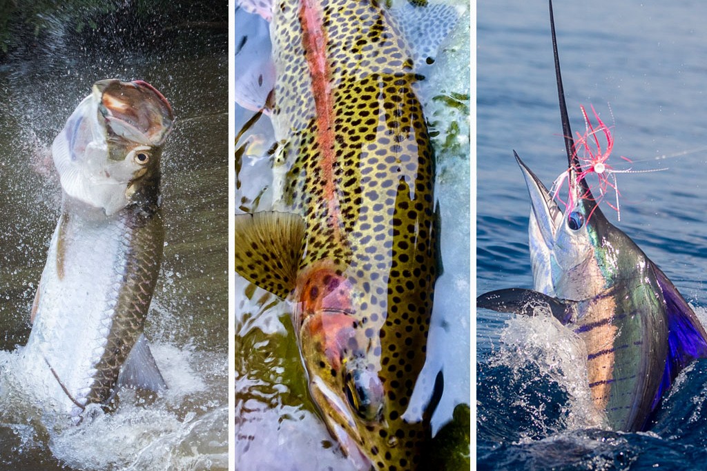 Costa Rica's Fly Fishing Grand Slam Fly Fishing Costa Rica