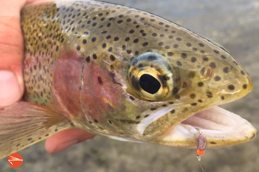 How To Set The Hook When Fly Fishing Fly Fishing Fix