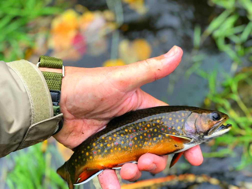 Brook Trout Archives Fly Fishing Manitoba