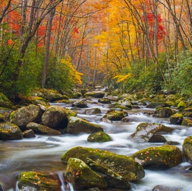 Fly Fishing the Smokies, Fall Fly Fishing Trips