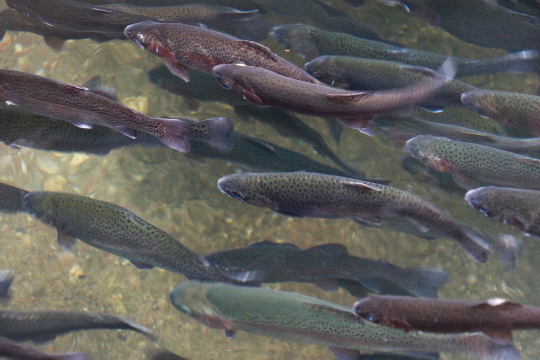 Trout Run cam Capturing the Beauty of Underwater Life