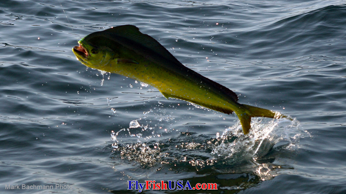 Dorado Flies selected by one of the best dorado fly fishermen in the