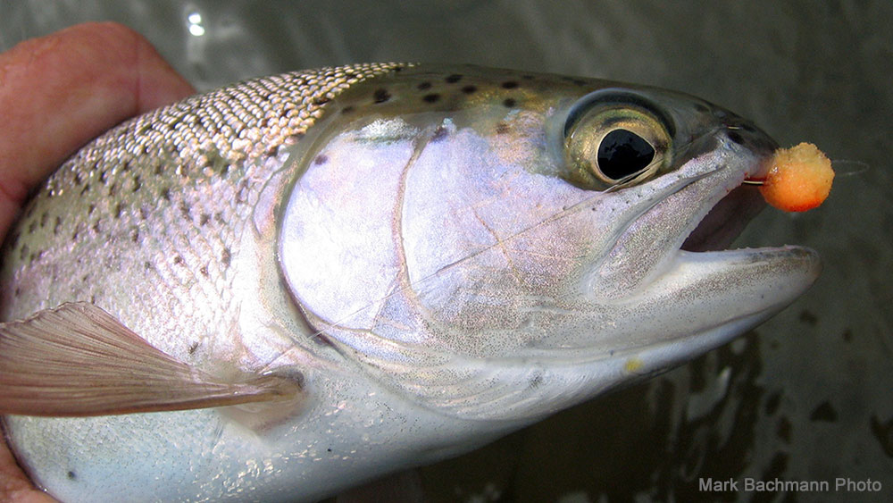 Egg Flies, Egg Flies, Egg Flies, PAGETITLE