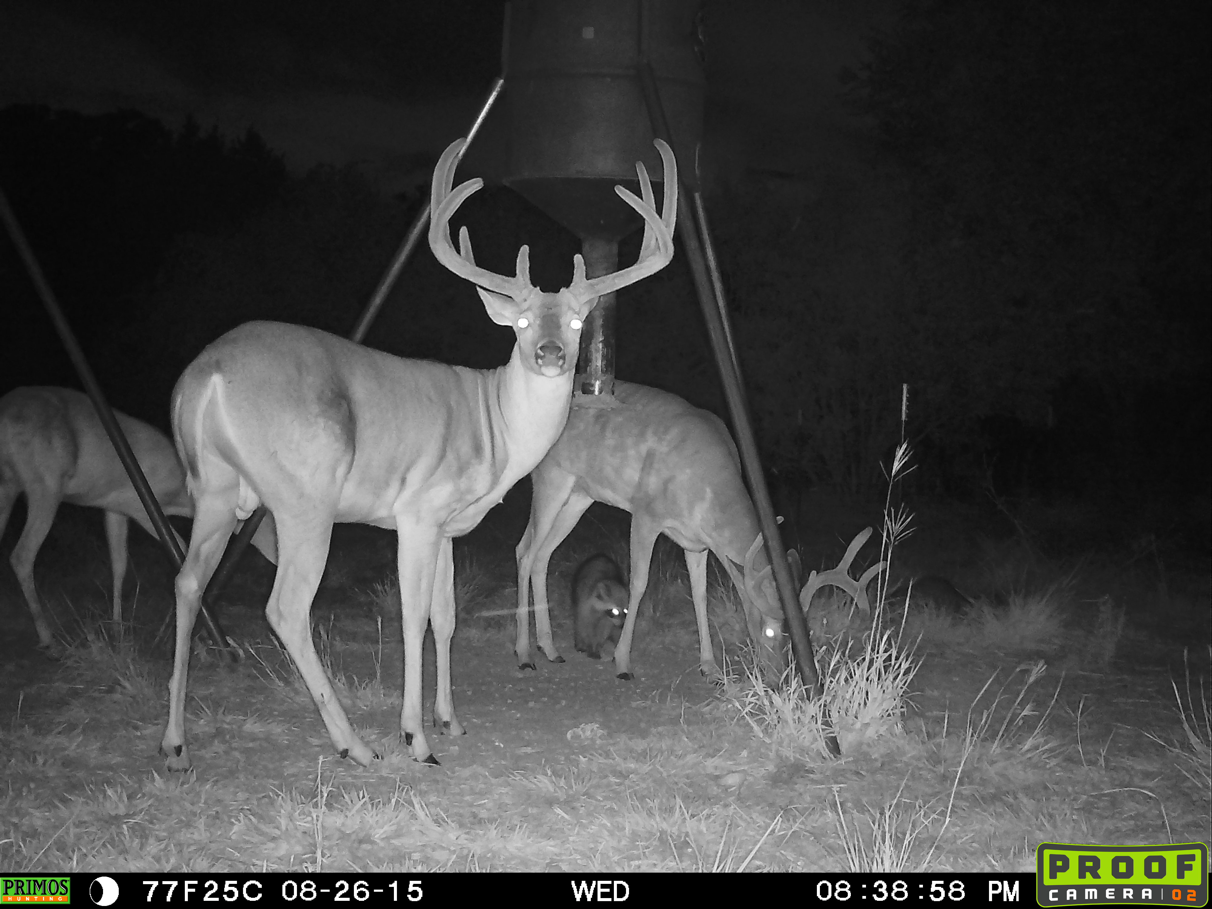 Whitetail Deer Inventory San Antonio Hunting Flying A Ranch