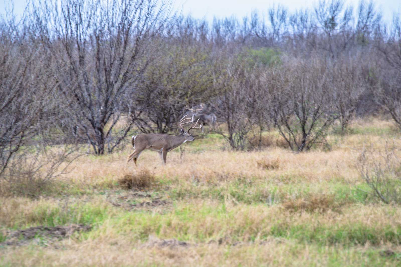 Chaparrosa Ranch Flying B Ranches South Texas Plains