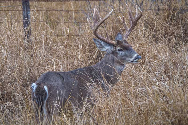 Chaparrosa Ranch Flying B Ranches South Texas Plains